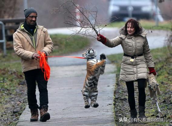 猫咪换牙期会偷偷吃掉乳牙吗? 猫咪换牙期会偷偷吃掉乳牙吗?