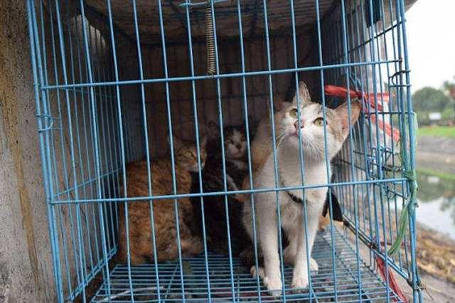 猫咪嘴巴总有一股鱼腥味是怎么回事？