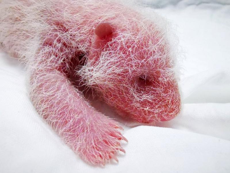 保时捷帕纳美纳养车成本居高不下?车主分享年省3万的避坑指南 保时捷帕纳美纳养车成本居高不下?车主分享年省3万的避坑指南