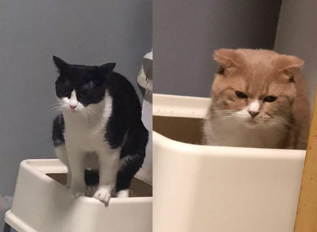 猫咪在床上拉屎怎么办？