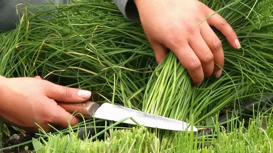 网络上说的割韭菜是什么意思？举个例子看看？超易懂！