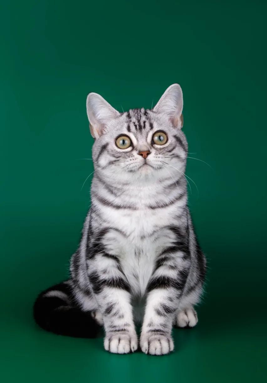 为什么你的手机总存不了一张像样的猫咪壁纸？