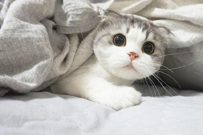 猫咪耳朵突然肿成包子是怎么回事？