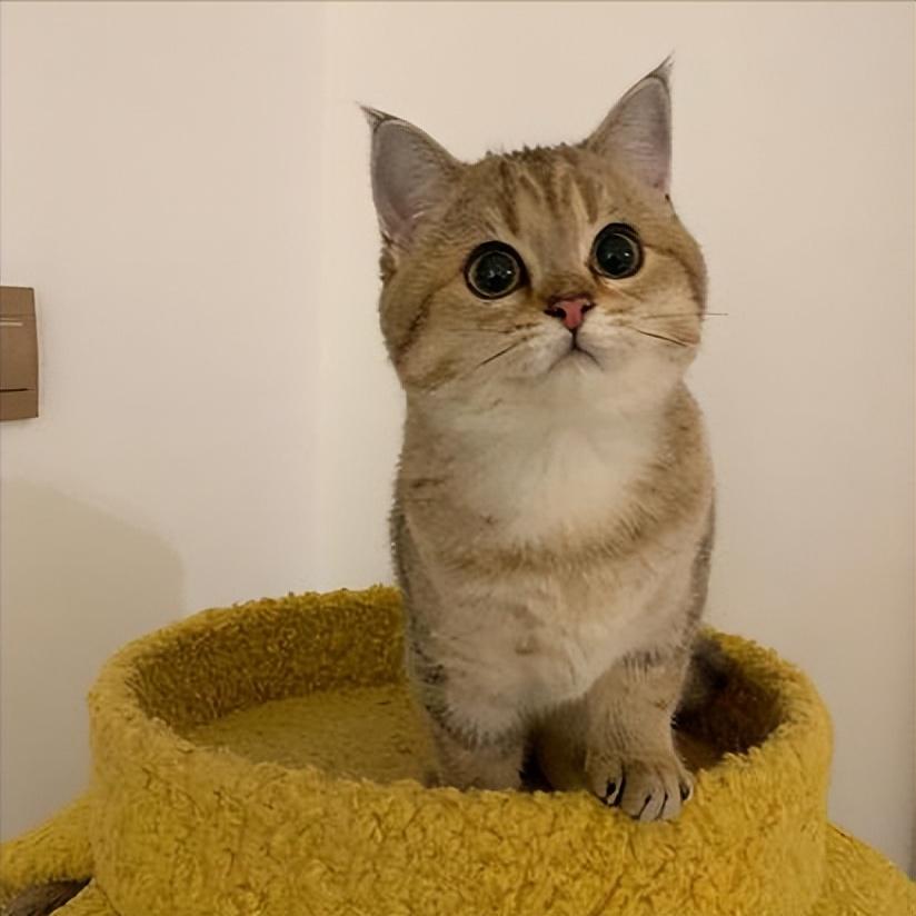 金渐层猫真的适合新手养吗？