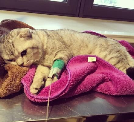 你家主子绝育到底要花多少钱？