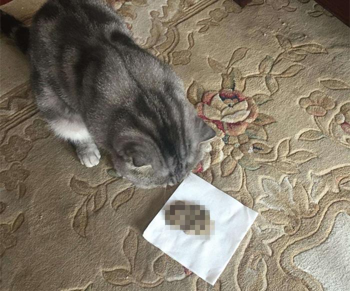 你家猫咪最近不对劲是不是生病了？