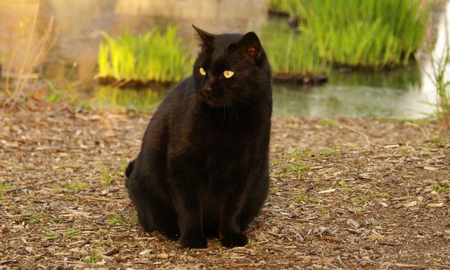 母猫不做绝育会得子宫蓄脓吗？