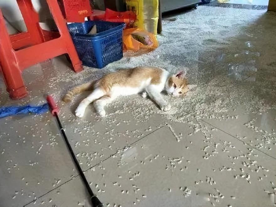 怎么让猫咪乖乖用猫砂盆拉屎？