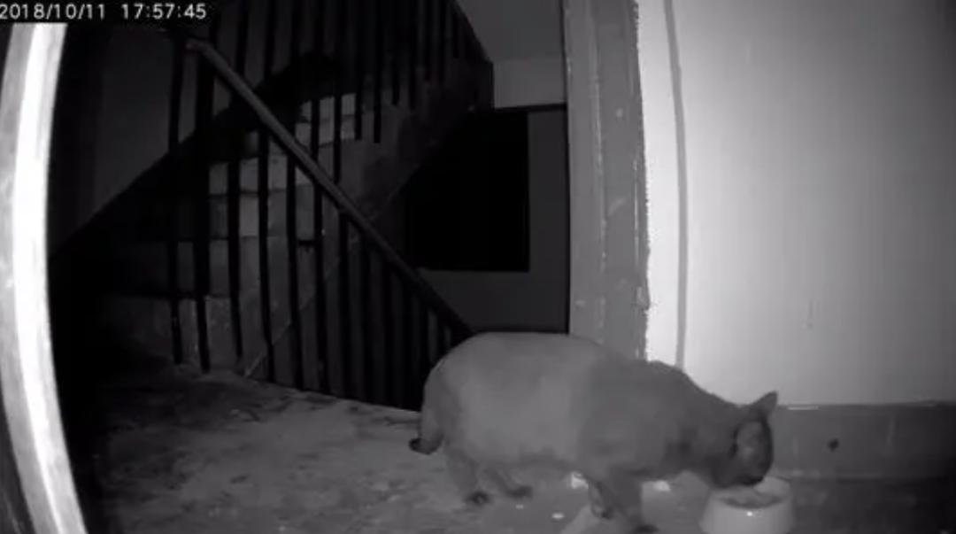 你家猫主子突然玩失踪？这份紧急寻猫指南请收好