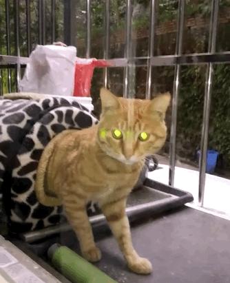 智能猫窝真能让主子自己过日子吗？