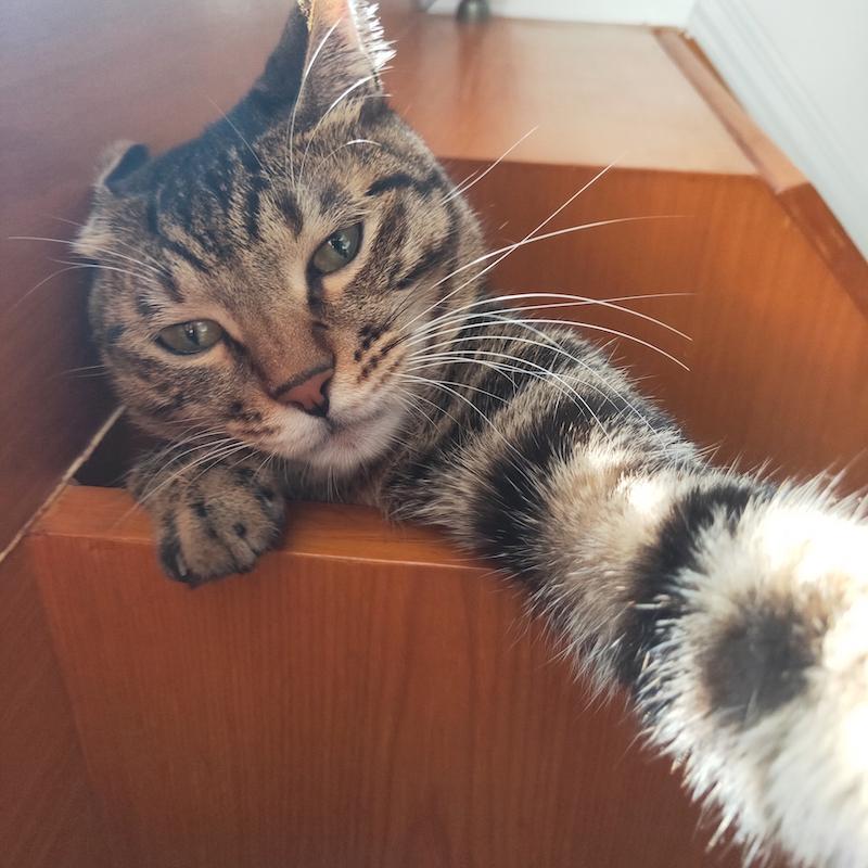 零基础也能画出软萌小奶猫?手残党如何快速掌握猫咪绘画诀窍? 零基础也能画出软萌小奶猫?手残党如何快速掌握猫咪绘画诀窍?