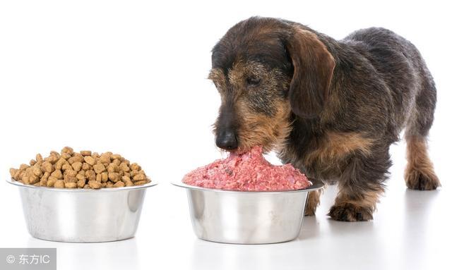 猫咪一天到底该吃几顿？新手铲屎官必看的喂食指南