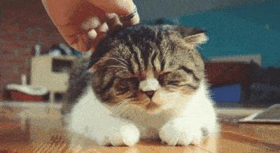 猫主子下巴秃了还红肿是怎么回事？