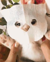 为什么你家猫主子总能把人笑到手机砸脸？