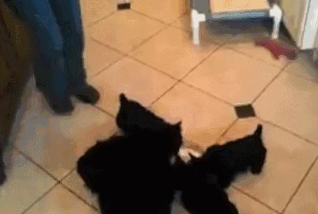 刚接回家的小奶猫能喂纯牛奶吗？