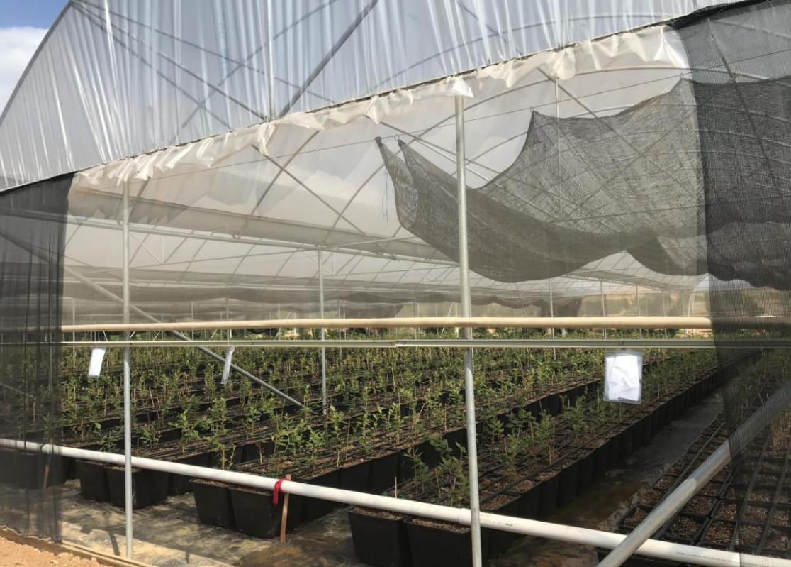 在澳洲搞IT的华人，真的只能单打独斗吗？