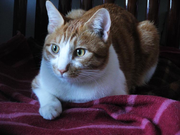 梦见鼻环的深层预示与能量转化指南