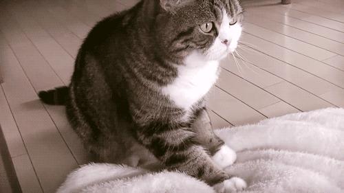 猫咪踩奶视频到底有什么魔力让人欲罢不能？