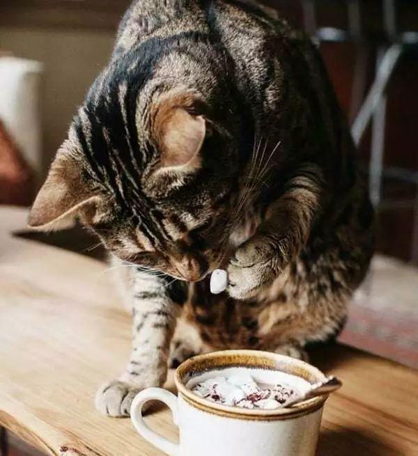 猫咪离世后真的会想念主人吗? 猫咪离世后真的会想念主人吗?