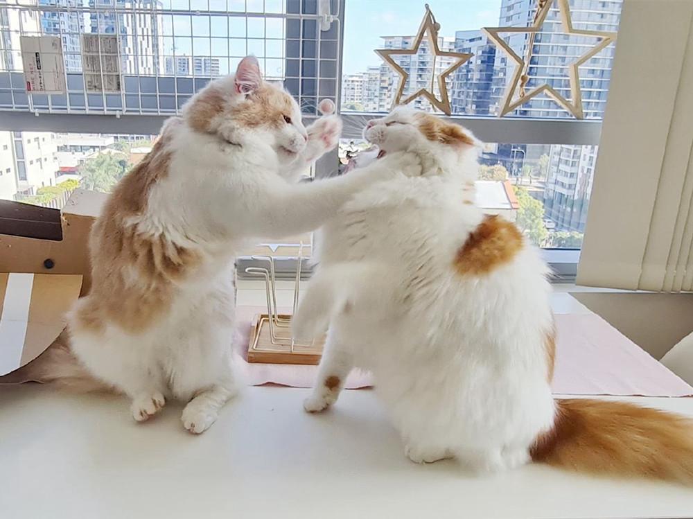 猫咪受伤了铲屎官该不该慌？