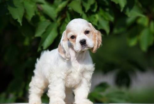 轻骑灵动真的能让新手零门槛玩转短视频吗？