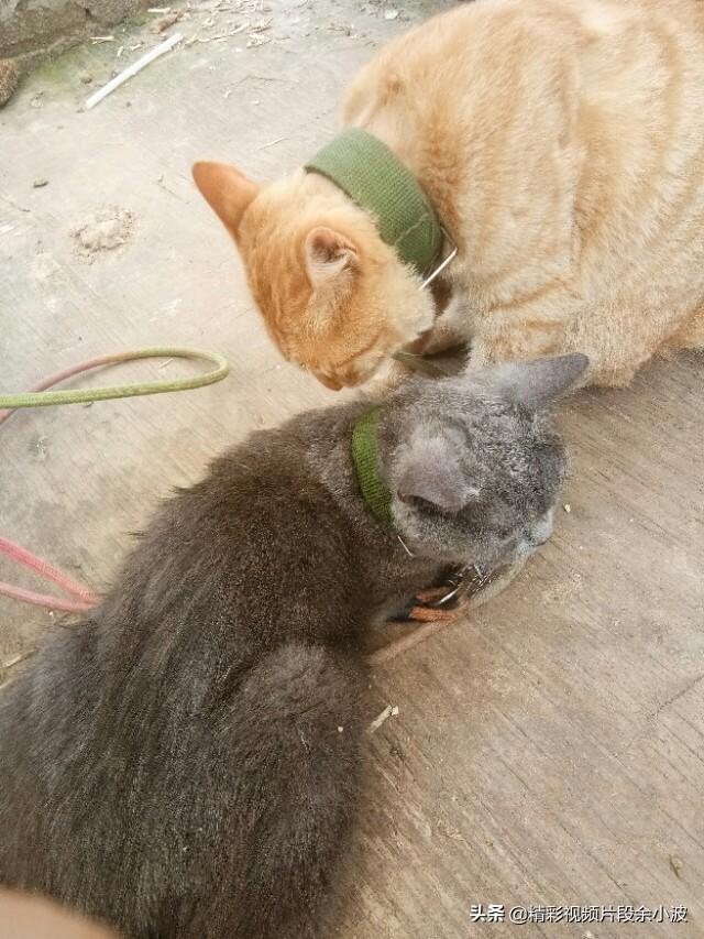 新手养猫最容易踩的哪些坑会要了猫命? 新手养猫最容易踩的哪些坑会要了猫命?