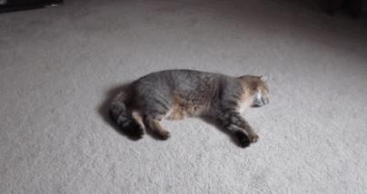 你家猫突然瘫软倒地？可能正在经历低血糖危机！