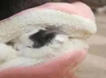 猫咪真的需要玩伴吗？新手必看的避坑指南