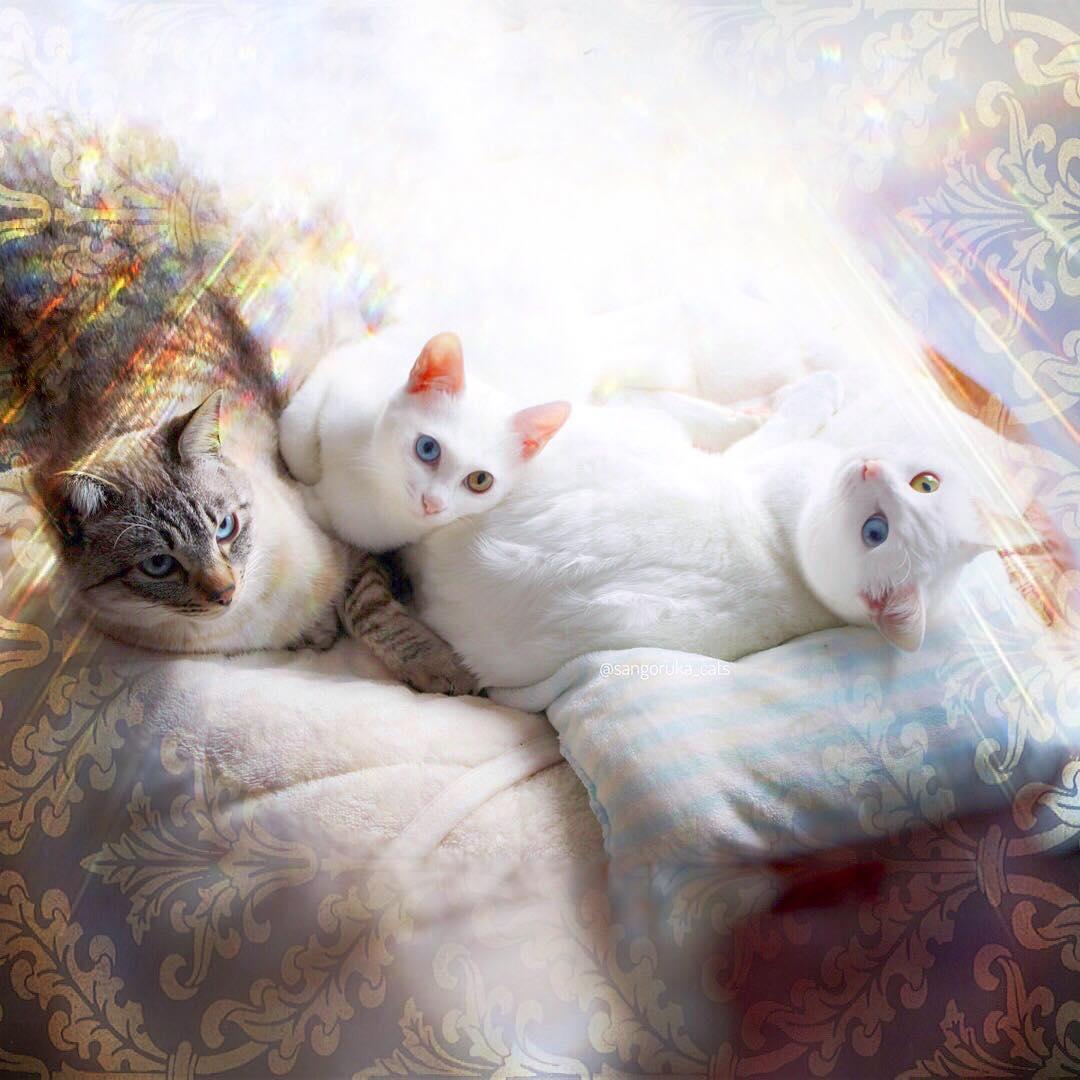 猫咪突然满屋子撒尿究竟该怎么破？