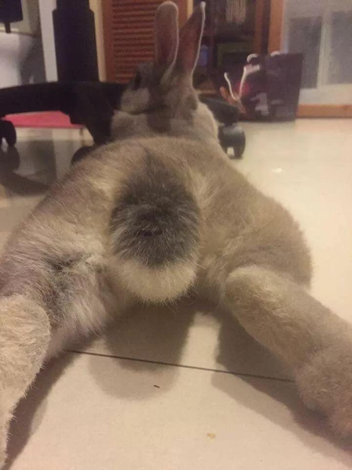 猫咪眼睛红得像兔子怎么回事？