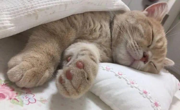 猫咪身上有跳蚤还能抱着睡觉吗？