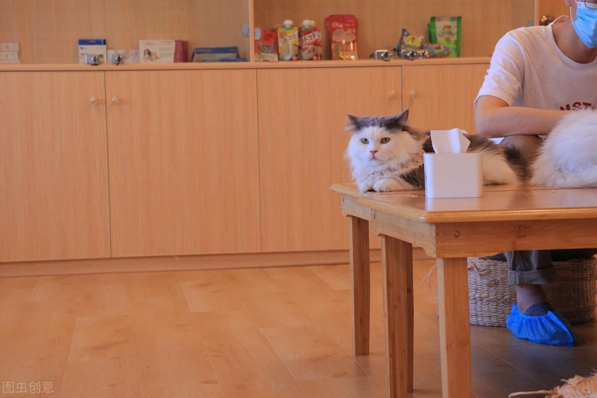 为什么我家猫主子总爱半夜跑酷？