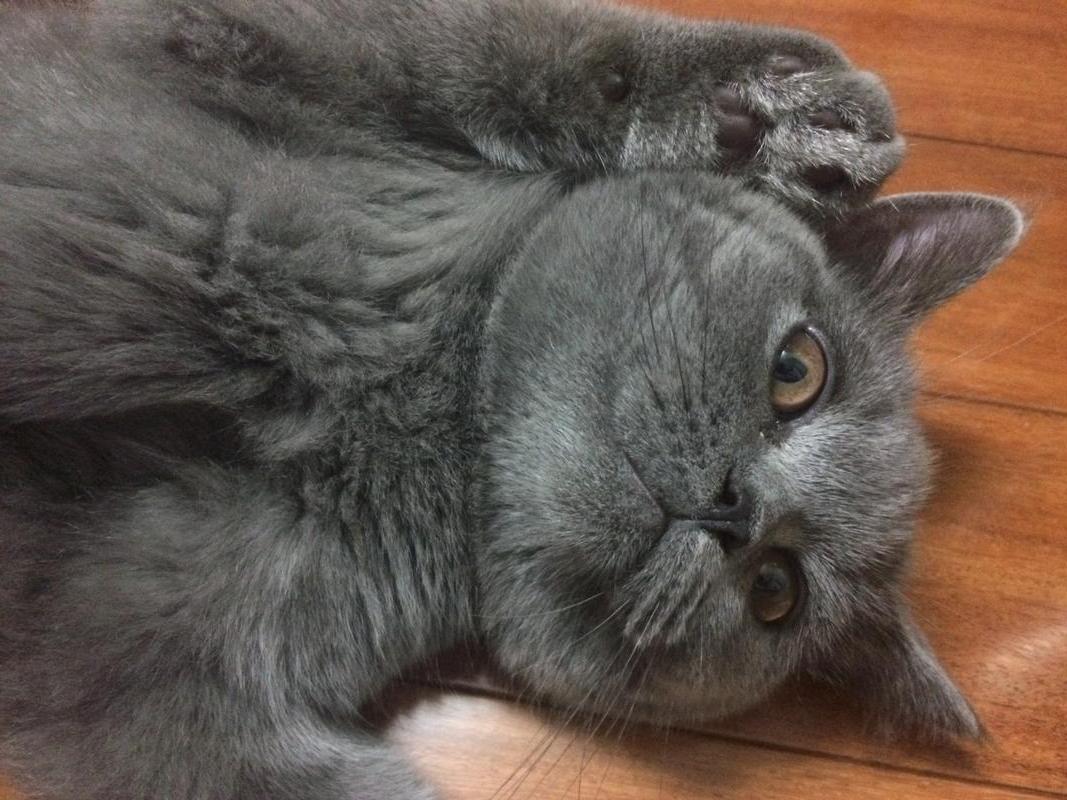 主子疯狂掉毛真是猫粮惹的祸？