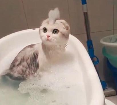 梦见给猫咪洗澡到底在暗示什么？