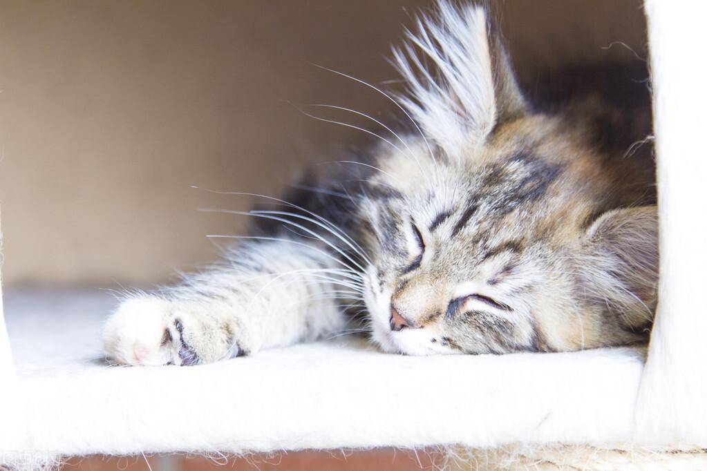 猫咪生了一天还没动静？这正常吗？