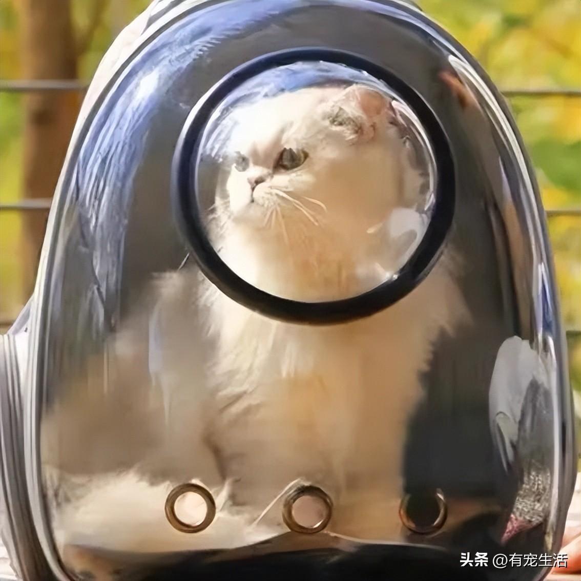 猫咪半夜突然怪叫是为啥?新手必看养猫避坑指南 猫咪半夜突然怪叫是为啥?新手必看养猫避坑指南