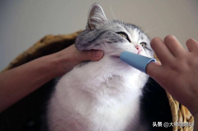 猫崽子三个月不刷牙就会满嘴烂牙吗？