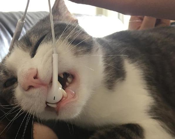 你家猫主子最近突然不吃饭？可能是在换牙！