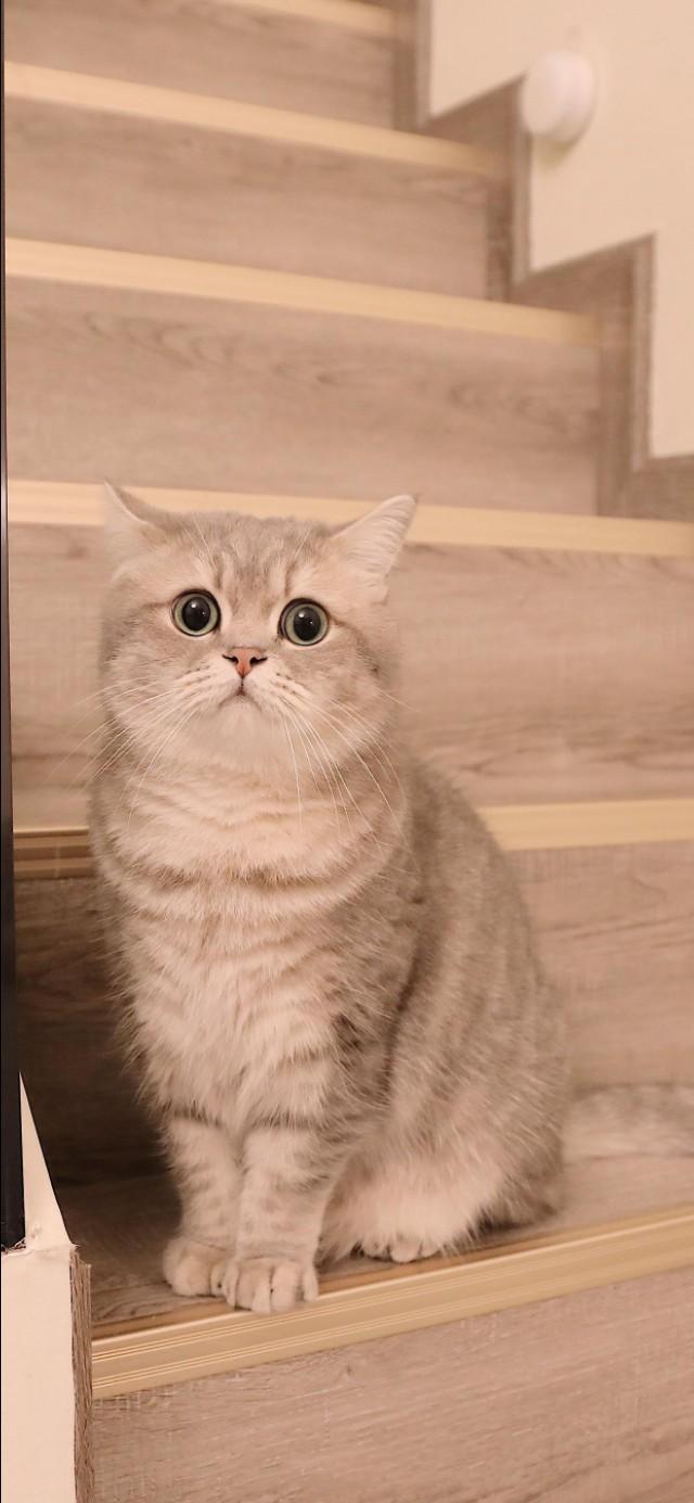 这十种猫咪凭什么被称为世界最可爱? 这十种猫咪凭什么被称为世界最可爱?