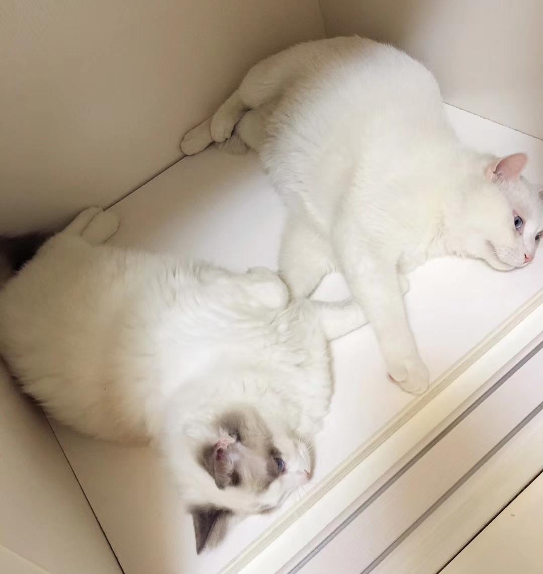 特斯拉回应内部禁止食用韭菜规定,为何引发公众热议,文化冲突还是管理策略? 特斯拉回应内部禁止食用韭菜规定,为何引发公众热议,文化冲突还是管理策略?