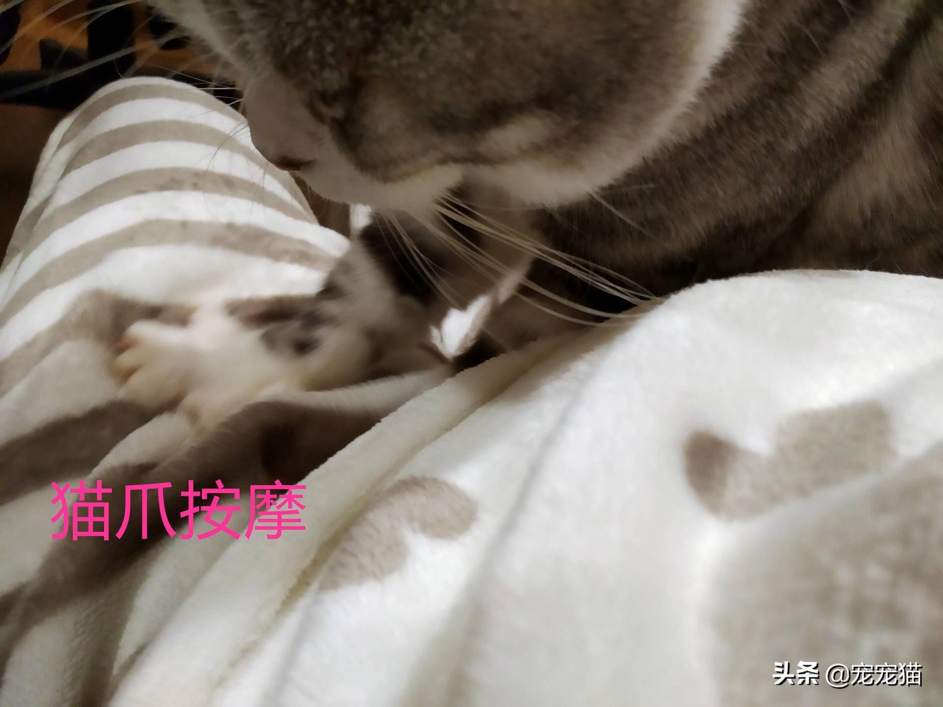 新手铲屎官如何在猫咪社区官网少走弯路？