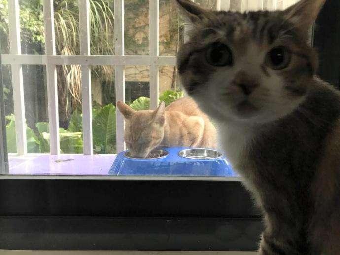 你家猫主子每天喵喵叫到底在说什么? 你家猫主子每天喵喵叫到底在说什么?