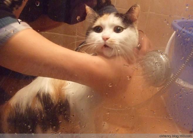 猫咪误食人类药物会怎样？