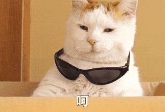 猫咪叫声翻译器真的能听懂主子说话吗？