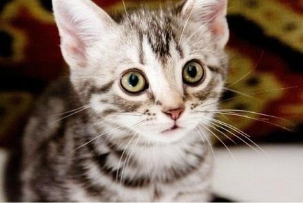 猫咪咕咕叫真的是在表达开心吗？