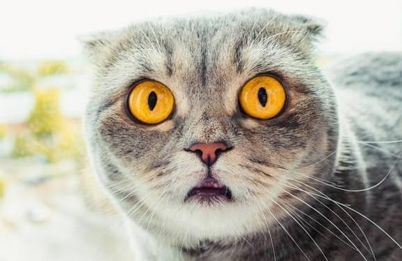 猫吐毛球就是生病了吗？