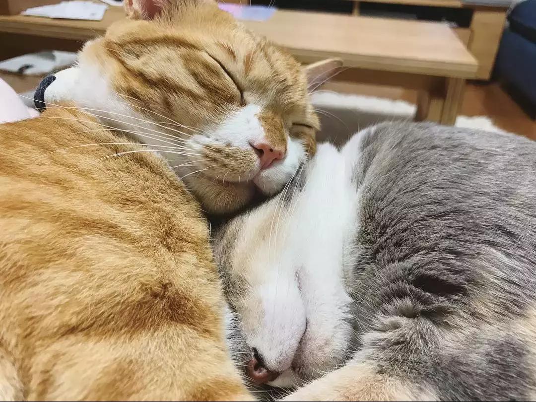 猫咪来大姨妈会流血吗？新手必看的生理期真相