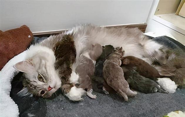 猫咪软便带血丝,是寄生虫在作怪? 猫咪软便带血丝,是寄生虫在作怪?