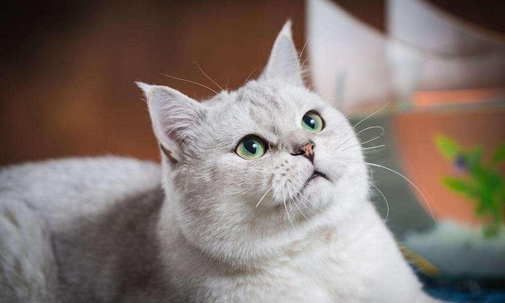 猫咪吐不出毛球会有什么危险吗？