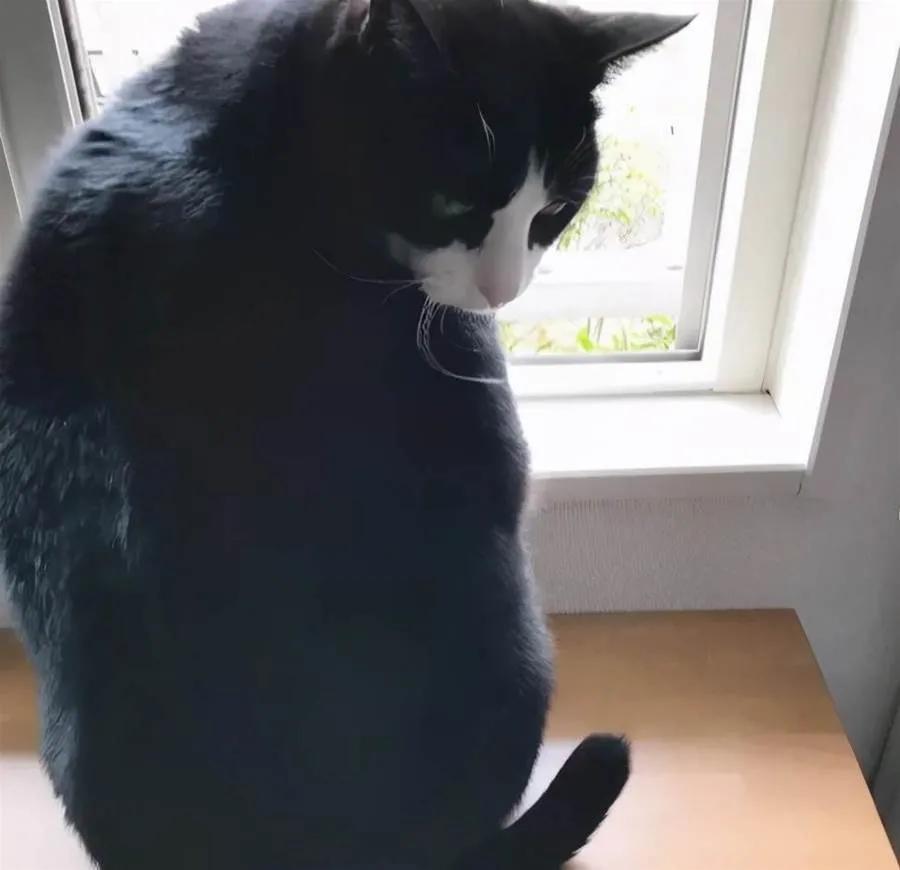 手机里连个正经猫app都没有,你还敢自称铲屎官? 手机里连个正经猫app都没有,你还敢自称铲屎官?